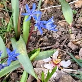 Wittmann park, Mosonmagyaróvár - Egyéb