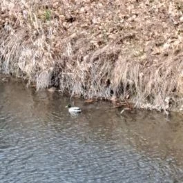 Wittmann park, Mosonmagyaróvár - Egyéb