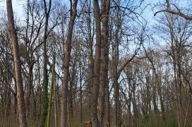 Wittmann park Mosonmagyaróvár