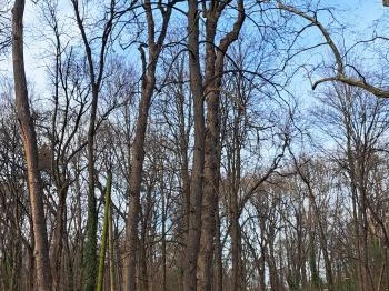 Wittmann park Mosonmagyaróvár