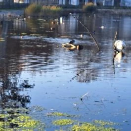 Zalakaros Termáltó & Ökopart Zalakaros - Egyéb