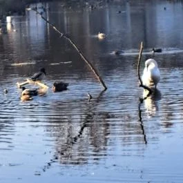 Zalakaros Termáltó & Ökopart Zalakaros - Egyéb