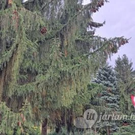 Zichy Mihály Emlékmúzeum Zala - Egyéb