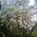 Ensana Thermal Sárvár Sárvár - Környék