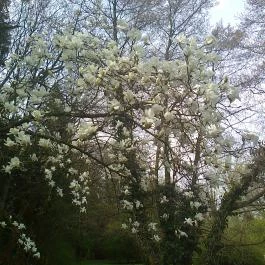 Ensana Thermal Sárvár, Sárvár - Környék