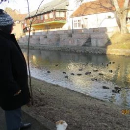 Aranykereszt Hotel Gyula - Környék