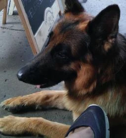 Lapos Büfé Falatozó