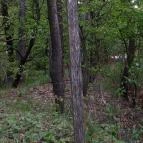 Hotel Lövér Sopron - Környék