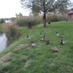 Tó Party Panoráma Panzió Kiszombor - Környék