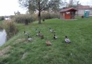 Tó Party Panoráma Panzió Kiszombor