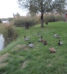 Tó Party Panoráma Panzió 