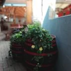 István Grill & Fagylaltkert Balatonmáriafürdő - Étel/ital