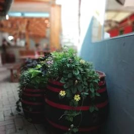 István Grill & Fagylaltkert, Balatonmáriafürdő - Étel/ital