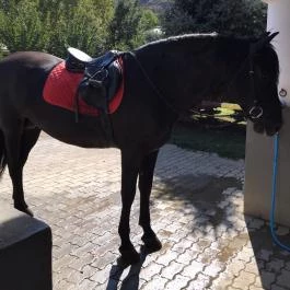 Hotel Kapitány Superior Wellness Sümeg - Környék