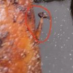 Trófea Grill Étterem - Zugló Budapest - Étel/ital