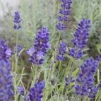 Grante Hotel Esztergom - Környék