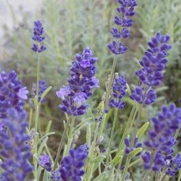 Grante Hotel Esztergom - Környék