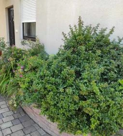 Royal Apartment Kecskemét