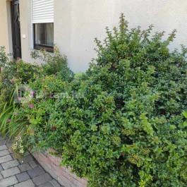 Royal Apartment Kecskemét Kecskemét - Egyéb