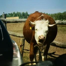 Richter Safari Park Nagykőrös - Egyéb