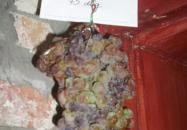 Illés Pince Erdőbénye