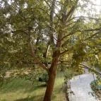 Főnix Wellness Resort Nógrádgárdony - Medence/kert