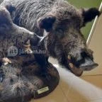 Hajósi Barokk Kastély Hajós - Egyéb