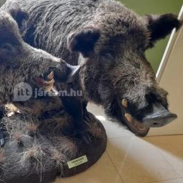 Hajósi Barokk Kastély, Hajós - Egyéb