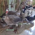 Hajósi Barokk Kastély Hajós - Egyéb