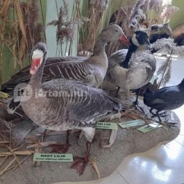 Hajósi Barokk Kastély, Hajós - Egyéb