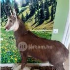 Hajósi Barokk Kastély Hajós - Egyéb