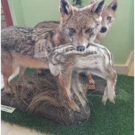 Hajósi Barokk Kastély, Hajós - Egyéb