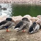 Sopron Hotel Sopron - Környék