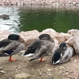 Sopron Hotel, Sopron - Környék