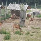 Sopron Hotel Sopron - Környék