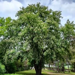De La Motte kastély Noszvaj - Külső kép
