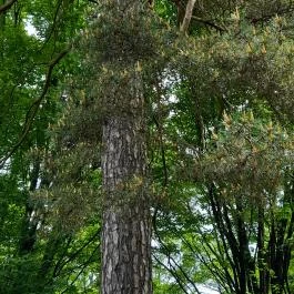 De La Motte kastély Noszvaj - Külső kép