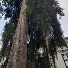 Széchenyi-kastély, Nagycenk - Külső kép