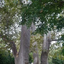 Széchenyi-kastély, Nagycenk - Külső kép