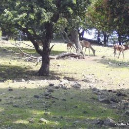 Honti Panzió, Visegrád - Környék
