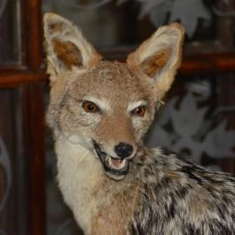 K?kapu Vadászkastély és Hotel & Apartments, Nagyhuta - Egyéb