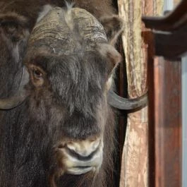 K?kapu Vadászkastély és Hotel & Apartments, Nagyhuta - Egyéb