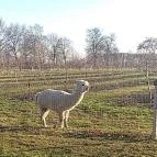 Almavirág Étterem Derecske - Külső kép