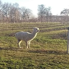 Almavirág Étterem Derecske - Külső kép