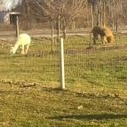 Almavirág Étterem Derecske - Külső kép