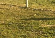 Almavirág Étterem Derecske