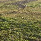 Almavirág Étterem Derecske - Külső kép