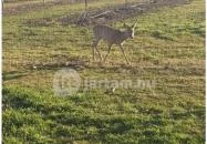 Almavirág Étterem Derecske