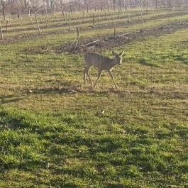 Almavirág Étterem Derecske - Külső kép