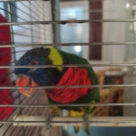 Bagolyvár Inárcs, Inárcs - Egyéb